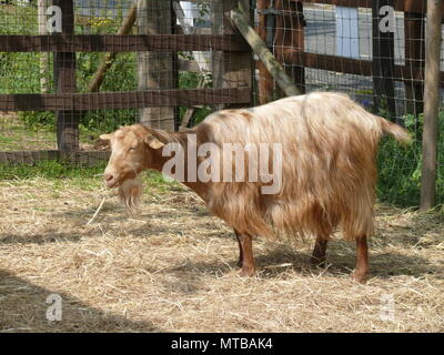 Weidende Ziege, London, England Stockfoto