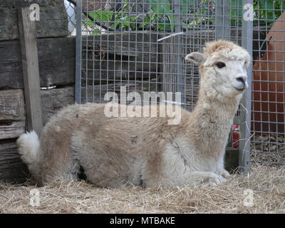 London, England Stockfoto