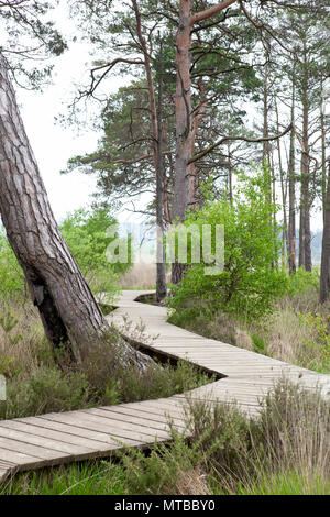 Holz- Board Walk, Thursley gemeinsame Naturschutzgebiet Surrey Board Walk im Mai mit Bäumen Stockfoto