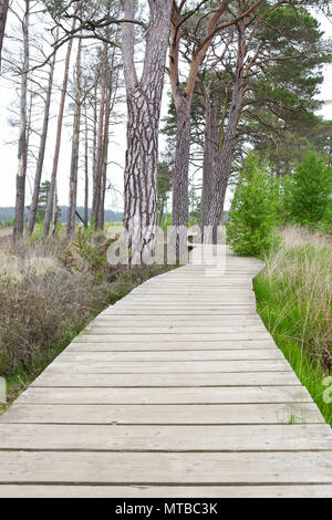 Holz- Board Walk, Thursley gemeinsame Naturschutzgebiet Surrey Board Walk im Mai mit Bäumen Stockfoto