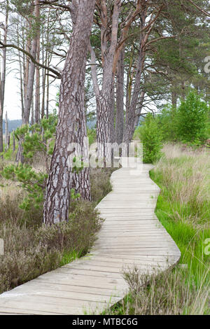 Holz- Board Walk, Thursley gemeinsame Naturschutzgebiet Surrey Board Walk im Mai mit Bäumen Stockfoto