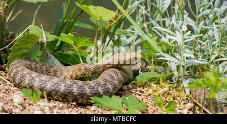 Würfelnatter/Natrix tessellata Stockfoto