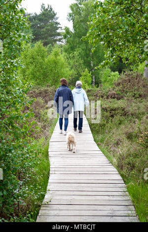 Zwei Menschen zu Fuß ein Tibet Terrier dod auf einem Board Walk n Naturschutzgebiet auf Thursley gemeinsame Surrey Stockfoto