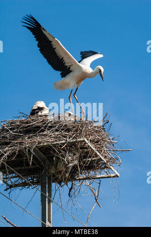 Storch Vögel im Nest auf dem Telefonmast. Stockfoto