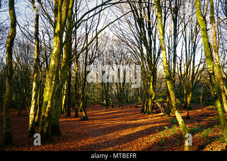 Herbst Wald Bäume (Blätter auf dem Boden & sonnigen Tag) Stockfoto