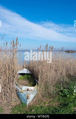 Abandonned Fischerboot in schilfrohr am See Canet Saint-Nazare, Canet-en-Roussillon, Roussillon, Pyrénées-orientales, Frankreich Stockfoto