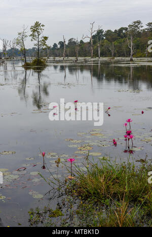 Blick auf den Burggraben mit toten Bäumen um Preah Neak Poan Tempel in Kambodscha Stockfoto
