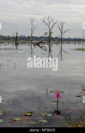 Blick auf den Burggraben mit toten Bäumen um Preah Neak Poan Tempel in Kambodscha Stockfoto