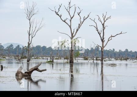 Blick auf den Burggraben mit toten Bäumen um Preah Neak Poan Tempel in Kambodscha Stockfoto