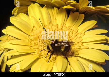 Eine Hummel, die mit einem kleinen Transponder die Spur seiner Futtersuche Flüge mit Radar ausgestattet wurde. Stockfoto