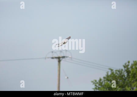 Ein woodpigeon, Columba Palumbus, über Wiesen fliegen auf der Kante des Gehäuses. Woodpigeon sind in Großbritannien und können zu Schäden an Kulturpflanzen verursachen. Gillingham Stockfoto