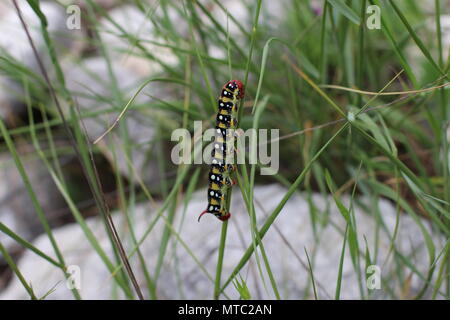 Single Caterpillar von wolfsmilch Hawk-moth (Hyles euphorbiae) Stockfoto