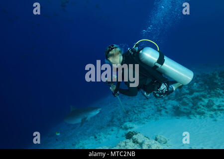 Weibliche Scuba Diver schießen Tigerhai (Galeocerdo cuvier) Stockfoto