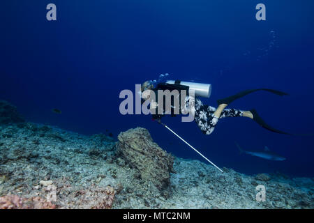 Weibliche Taucher schwimmt durch den Tigerhai (Galeocerdo cuvier) Stockfoto