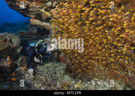 Weibliche Scuba Diver schauen in der Schule von glassfish in der Höhle. Glas Fisch oder Pigmy Sweeper (Parapriacanthus ransonneti) Stockfoto