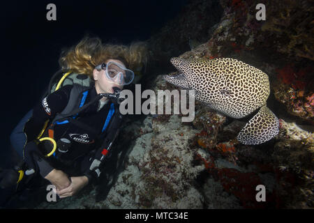 Weibliche Scuba Diver schaut auf Muränen in der Nacht. Geschnürt Moray, Leopard moray oder Honeycomb Muränen (Gymnothorax favagineus) Stockfoto