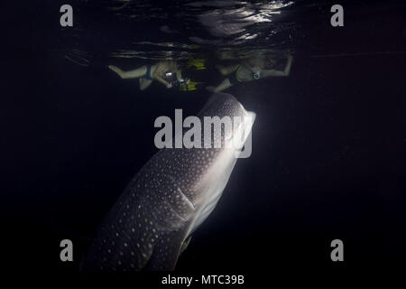 Zwei mans schießen Walhai (Firma IPCON typus) Filter - Fütterung Plankton in der Nacht Stockfoto
