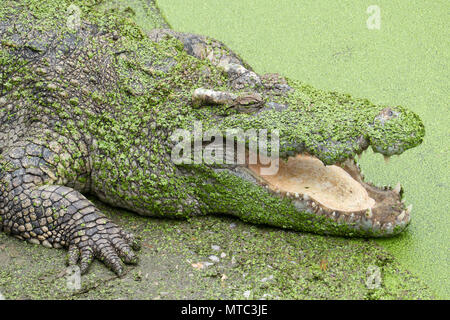 Krokodil mit offenen Mund in grünem Schleim Stockfoto