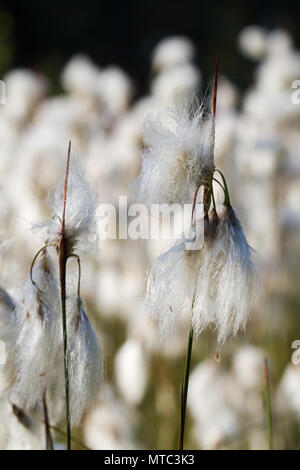 Die weißen Blüten der Gemeinsamen Wollgras oder gemeinsamen cottonsedge, auch bekannt als 08/15 Baumwolle Stockfoto