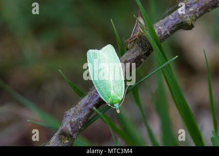 Eine grüne Eiche tortrix, auch bekannt als Europäische Eiche leafroller und Grüne Eiche Motten auf dem Ast einer Eiche Stockfoto