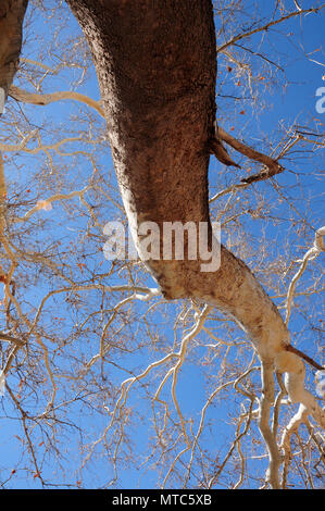 Ein Maulbeerfeigenbaum wächst Gardner Canyon Road, Sonoita, Arizona, USA. Stockfoto