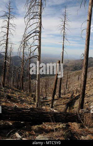 Tote Bäume bleiben entlang der Arizona Scenic Trail nach Aspen Feuer, Sonoran Wüste, Coronado National Forest, Santa Catalina Mountains, Mout Le Stockfoto