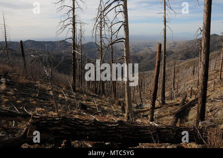 Tote Bäume bleiben entlang der Arizona Scenic Trail nach Aspen Feuer, Sonoran Wüste, Coronado National Forest, Santa Catalina Mountains, Mout Le Stockfoto