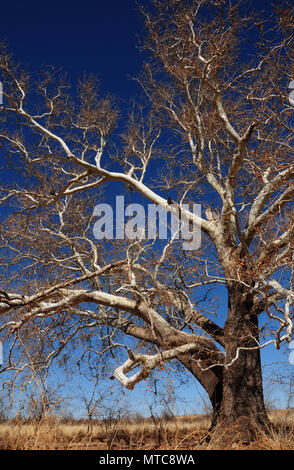 Ein Maulbeerfeigenbaum wächst Gardner Canyon Road, Sonoita, Arizona, USA. Stockfoto