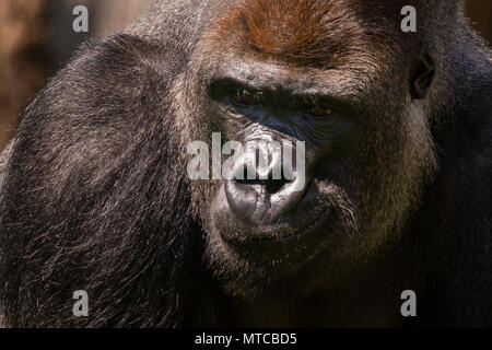 Westlicher Flachlandgorilla, ZSL London Zoo, UK. Nahaufnahme der männlichen Silverback, Kumbuka. Stockfoto