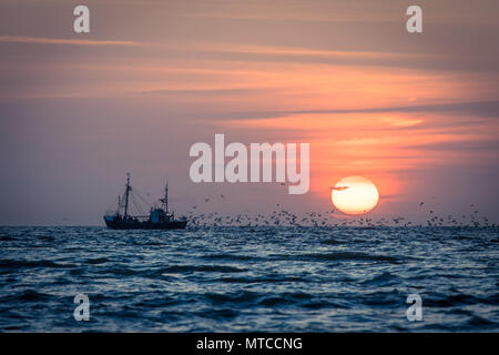 Ein Boot Fischen bei Sonnenuntergang, von Möwen heimgesucht. Nieuwpoort, Flandern, Belgien Stockfoto