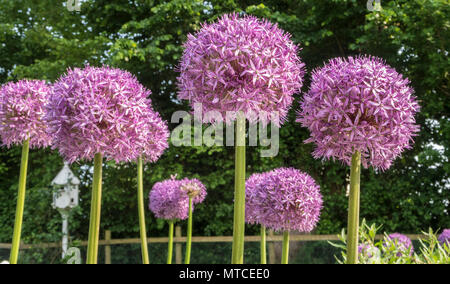 Allium globemaster, eine riesige Allium, Allium giganteum in voller Blüte in einem Devon Garten Stockfoto