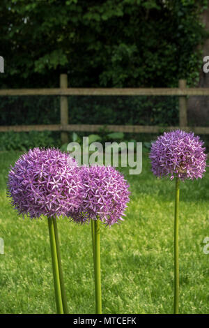 Allium globemaster, eine riesige Allium, Allium giganteum in voller Blüte in einem Devon Garten Stockfoto