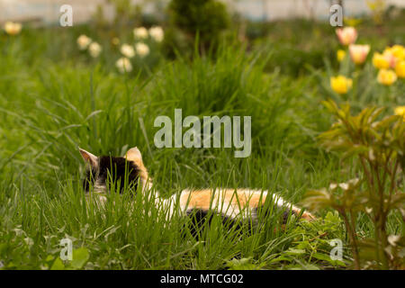 Die weiße Katze mit roten und schwarzen Flecken, liegt in einer grünen Gras und genießt eine Art der blühenden Frühling Garten. Stockfoto