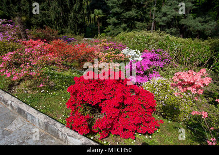 Schöne Blumen Zusammensetzung im Botanischen Garten der Villa Taranto in Pallanza, Verbania, Italien. Stockfoto