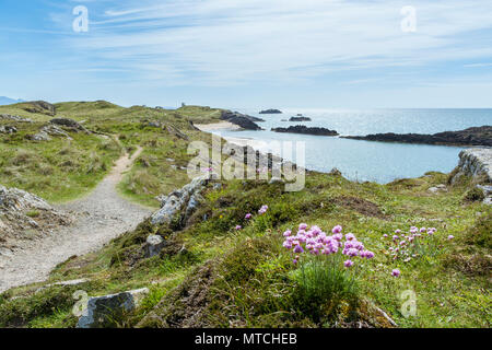 UK, Anglesey, Whitby. 19. Mai 2018. Ein Blick auf llanddwyn Island mit wild wachsenden Blumen im Vordergrund. Stockfoto