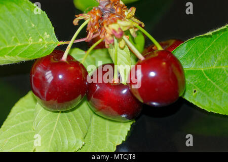 Nahaufnahme von drei Kirschen vor einem schwarzen Hintergrund (20. Mai 2018) Stockfoto