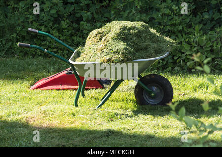 Schubkarre mit Gras im Garten gefüllt auf dem Gras Stockfoto