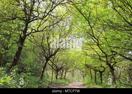 Waldland in Coombes Tal RSPB Reservat, Großbritannien Stockfoto