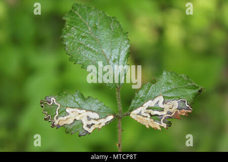 Blatt Minen verursacht durch den Dornbusch Blatt Bergbau Motte Stigmella aurella Stockfoto