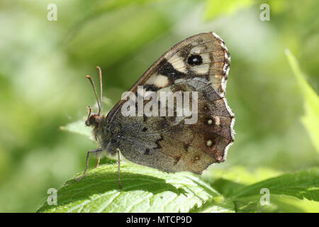 Gesprenkelte Holz Pararge aegeria Stockfoto