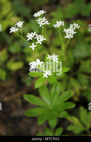 Waldmeister Galium odoratum Stockfoto