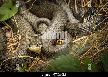 Zwei eng miteinander verwobenen Ringelnatter (Natrix natrix) in der Sonne liegen, eine in die Kamera schaut Stockfoto