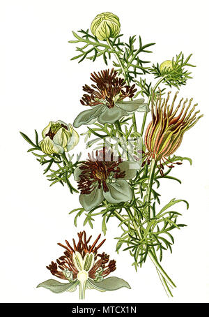 Nigella hispanica, Spanischer Fenchel Blume, Nigella, Devil-in-a-Bush oder Love-in-a-Mist. SchwarzkÃ¼Mmel, digital verbesserte Reproduktion von Drucken des 19. Jahrhunderts Stockfoto