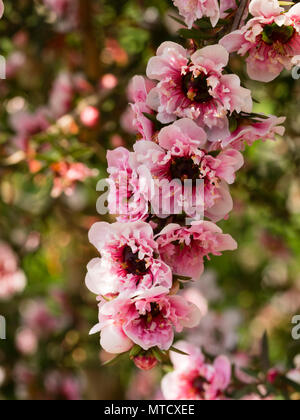 Doppelzimmer Rosa Formular der Neuseeland Manuka oder Teebaum, Leptospermum scoparium, Blüte im Frühsommer Stockfoto