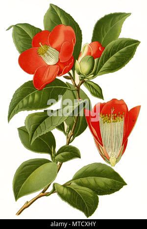 Cemellia, Camellia japonica, gemeinsame Kamelie, Japanische Kamelie. Kamelie, digital verbesserte Reproduktion von Drucken des 19. Jahrhunderts Stockfoto
