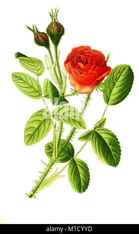 Rosa centifolia muscosa Var, Provence Moss Rose, Rose oder Kohl Rose oder Rose de Mai. Ã-Rosa centifolia L., auch Provence-Rose Zentifolie,, oder Kohl-Rose, digital verbesserte Reproduktion von Drucken des 19. Jahrhunderts Stockfoto