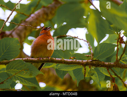 Schöne Fotos von Finch Vogel in seinem natürlichen Lebensraum! Meine andere Seite fängt so zu sehen! Stockfoto