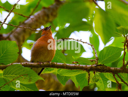 Schöne Fotos von Finch Vogel in seinem natürlichen Lebensraum! Meine andere Seite fängt so zu sehen! Stockfoto