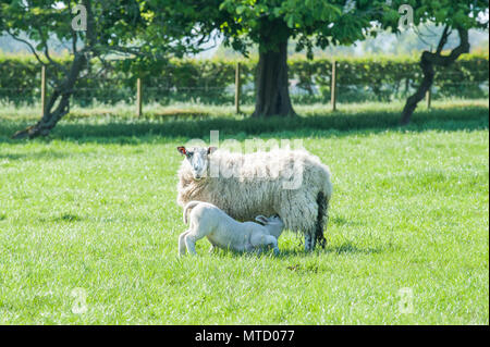 Neugeborene Lämmer sackling ihre Mutter steht auf frischen grünen Frühling Feld. Stockfoto