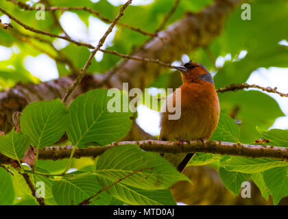 Schöne Fotos von Finch Vogel in seinem natürlichen Lebensraum! Meine andere Seite fängt so zu sehen! Stockfoto